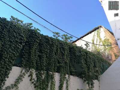 ...raggiunge l�opposta corte San Triggiano, dove termina con un muro perimetrale coperto da edera